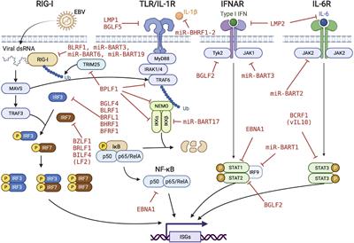 Strategies of Epstein-Barr virus to evade innate antiviral immunity of its human host